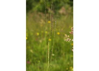 Bürstling (Nardus stricta) - © Emanuel Trummer